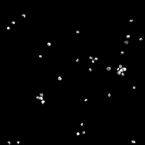 DAPI